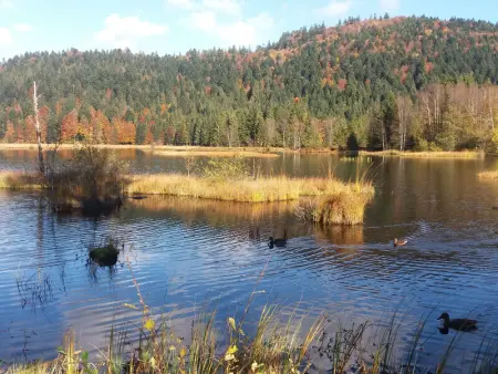 Chalet familial à La Bresse, proche randonnées, WIFI, animaux admis - Photo 25