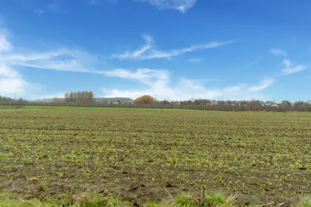 Leenhaag, Maison 4 personnes à Zoutleeuw - Photo 31