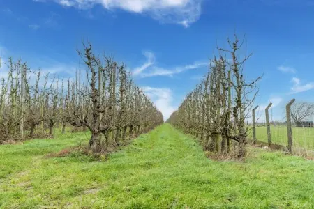 Leenhaag, Maison 4 personnes à Zoutleeuw - Photo 34