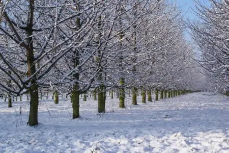 Leenhaag, Maison 4 personnes à Zoutleeuw - Photo 38