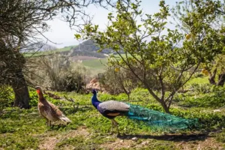 Finca Lomas de Tienda   2 pers, Maison 2 personnes à Antequera - Photo 26