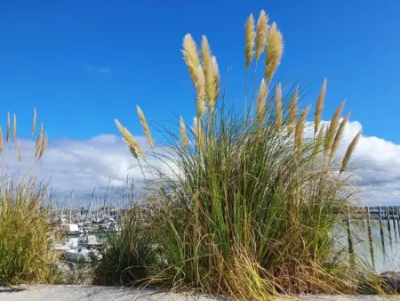 Les Alcyons T3, Appartement 8 personnes à Le Verdon sur Mer - Photo 26