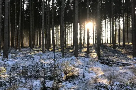Village de Vacances Oignies 7, Chalet moderne en bois avec lave-vaisselle, situé en forêt - Photo 15