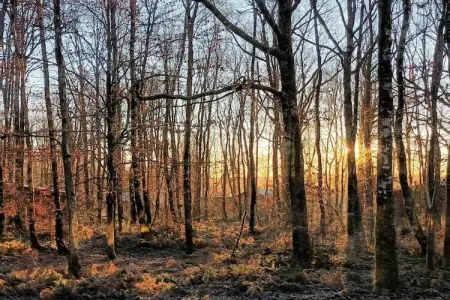 Village de Vacances Oignies 7, Chalet moderne en bois avec lave-vaisselle, situé en forêt - Photo 22