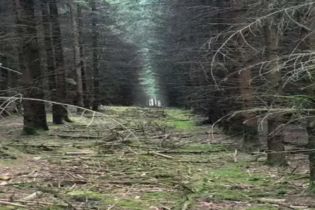 Village de Vacances Oignies 7, Chalet moderne en bois avec lave-vaisselle, situé en forêt - Photo 31