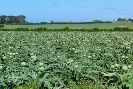 Ferienhaus in Sibiril, Maison 5 personnes à Sibiril - Photo 22
