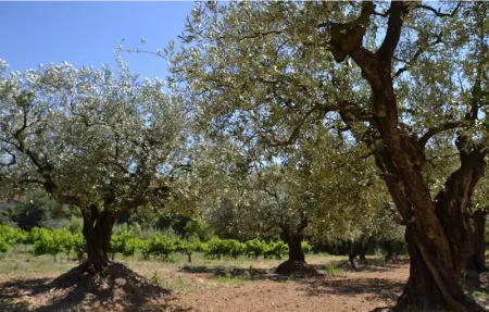 Location Appartement 4 personnes à Villes sur Auzon - Photo 18