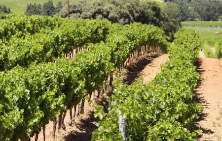 Location Appartement 4 personnes à Villes sur Auzon - Photo 20