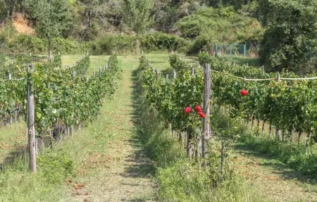 Location Maison 12 personnes à Gaiole in Chianti - Photo 48