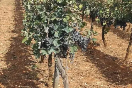 Il Tesoro, Cottage à Cisternino avec jardin & BBQ - Photo 28