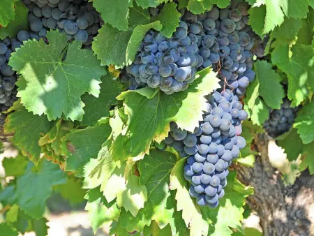 Saint Véran, Villa 8 personnes à Beaumes de Venise - Photo 46