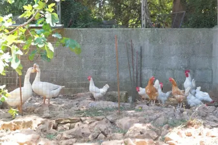 Trulli di Nonno Marco Cisternino, Maison 4 personnes à Cisterno - Photo 18