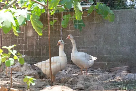 Trulli di Nonno Marco Cisternino, Maison 4 personnes à Cisterno - Photo 19
