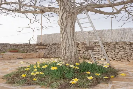 Trulli di Mina - Lamia Fresia Locorotondo, Maison 4 personnes à Locorotondo - Photo 42