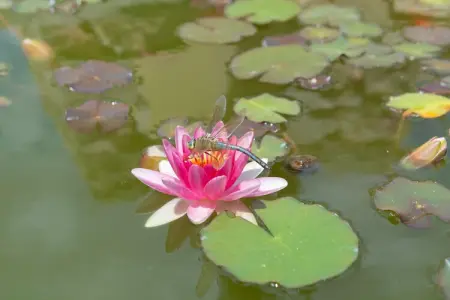 Trulli Azzalema Cisternino, Maison 8 personnes à Cisternino - Photo 57