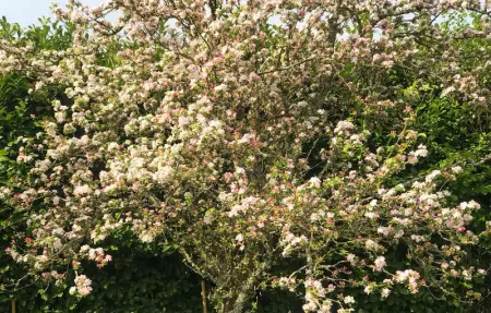 Location Maison 6 personnes à Lanvellec - Photo 11