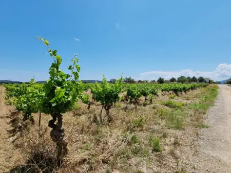 Cottage du Lac 63, Maison 6 personnes à Olonzac - Photo 25