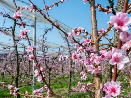 Da Marita, Maison 4 personnes à Verzuolo - Photo 32