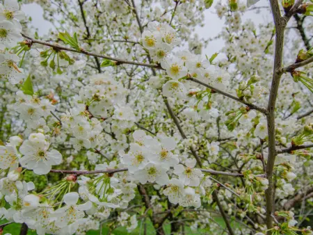 Maison de charme avec jardin, cheminée et climatisation à 15 min de Troyes - Photo 21