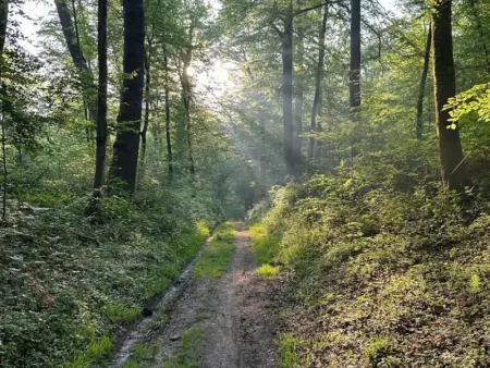 Charmante maison en pierre avec jardin près de Pierrefonds, équipée et accueillante pour animaux. - Photo 28