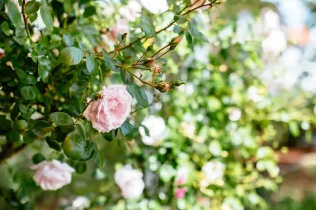 Marsouins, Villa 9 personnes à Koksijde - Photo 33