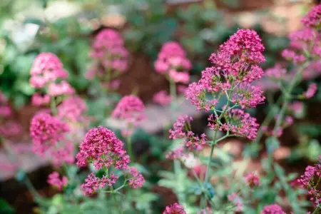 Marsouins, Villa 9 personnes à Koksijde - Photo 38