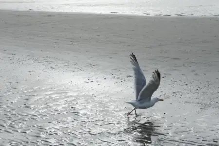 Koetje Boe, Villa 8 personnes à Koksijde - Photo 39