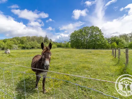 Gîte de groupe avec salle de jeux, jardin 4000m², proche forêt de Chandelais et Zoo de la Flèche - Photo 10