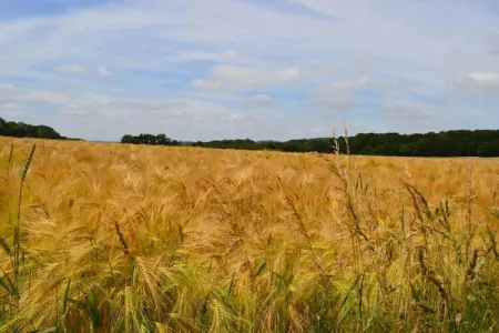 CHATEAU CALON SEGUR, Maison 6 personnes à Wéris - Photo 35