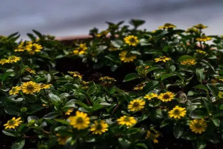 CHATEAU CALON SEGUR, Maison 6 personnes à Wéris - Photo 37