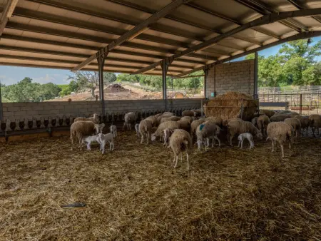 Bandiera, Gite 6 personnes à Cinigiano - Photo 47