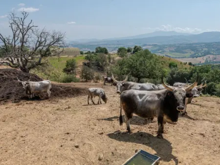 Bandiera, Gite 6 personnes à Cinigiano - Photo 48