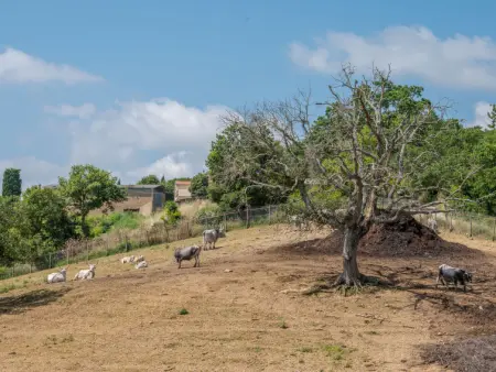 Bandiera, Gite 6 personnes à Cinigiano - Photo 50