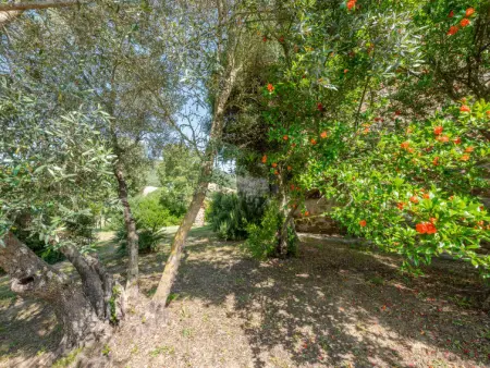 Le Calle, Maison 6 personnes à Cinigiano - Photo 43