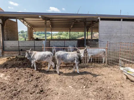 Le Calle, Maison 6 personnes à Cinigiano - Photo 48