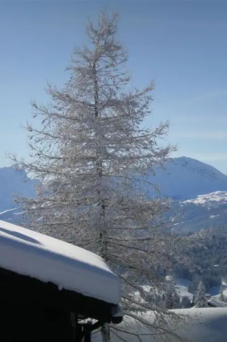 Casa Hofer, Appartement 7 personnes à Valbella - Photo 35