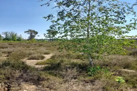 Oud-Turnhout, Maison 4 personnes à Oud Turnhout - Photo 33