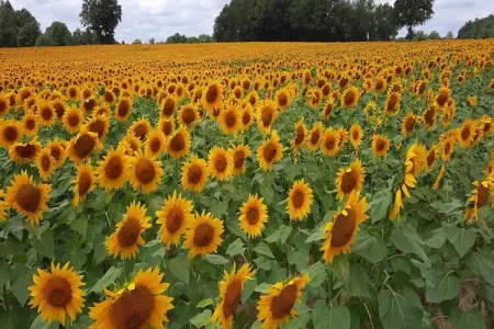 16 Chez Rambaud, Gite 5 personnes à Les Salles Lavauguyon - Photo 30