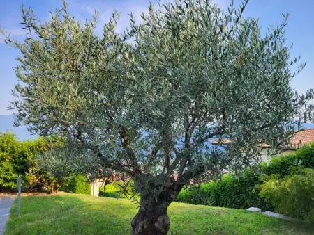 Pergulón, Maison 5 personnes à Bosco Luganese - Photo 28