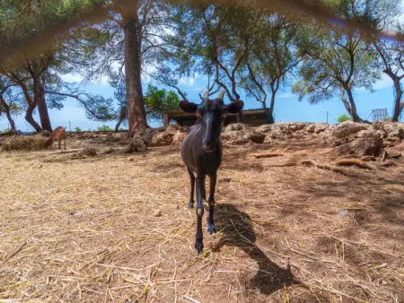 Finca Son Baulo, Maison 4 personnes à Can Picafort - Photo 37