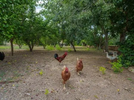 La Forca, Villa 10 personnes à Santa Margalida - Photo 59
