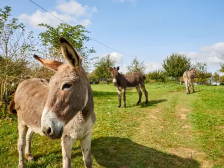 La Favrais, Maison 6 personnes à Saint aubin de terregatte - Photo 34