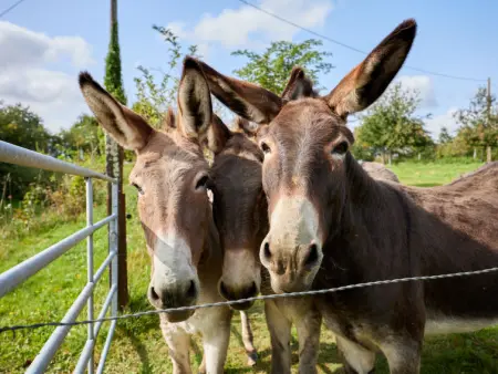 La Favrais, Maison 6 personnes à Saint aubin de terregatte - Photo 35
