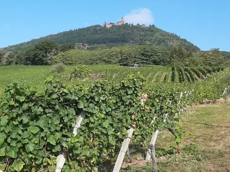 Gîte charmant au calme, 2 personnes, proche vignobles et châteaux, animaux acceptés, terrasse jardin - Photo 33