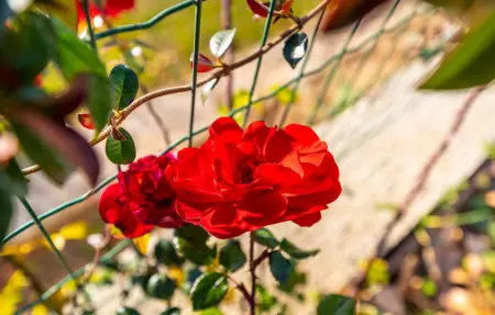 Villa Alba, Maison 10 personnes à Zadar - Photo 14