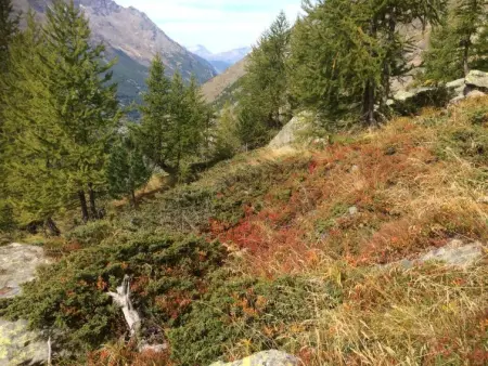 Chalet Sunstar Gross, Appartement 8 personnes à Saas Grund - Photo 21