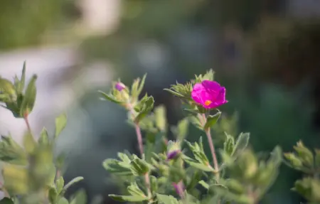 Villa Renata Murter, Maison 16 personnes à Murter - Photo 29