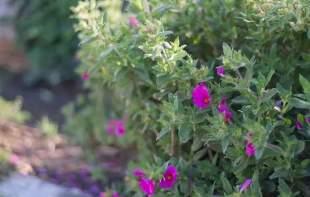 Villa Renata Murter, Maison 16 personnes à Murter - Photo 30