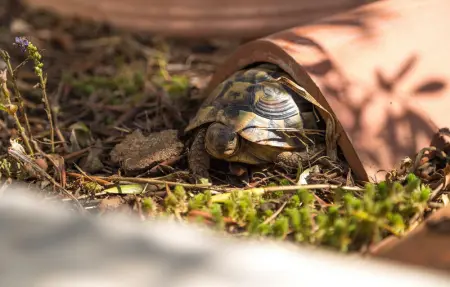 Villa Kamik, Maison 6 personnes à Kostrena - Photo 30