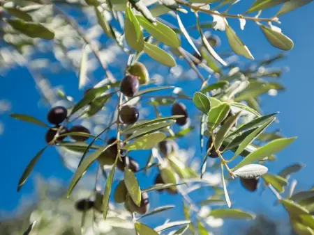 La grande Sorgues, Villa 8 personnes à Sorgues - Photo 23